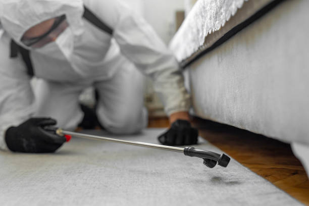 Professional Bed Bug Control technician working in Head of the Harbor, NY